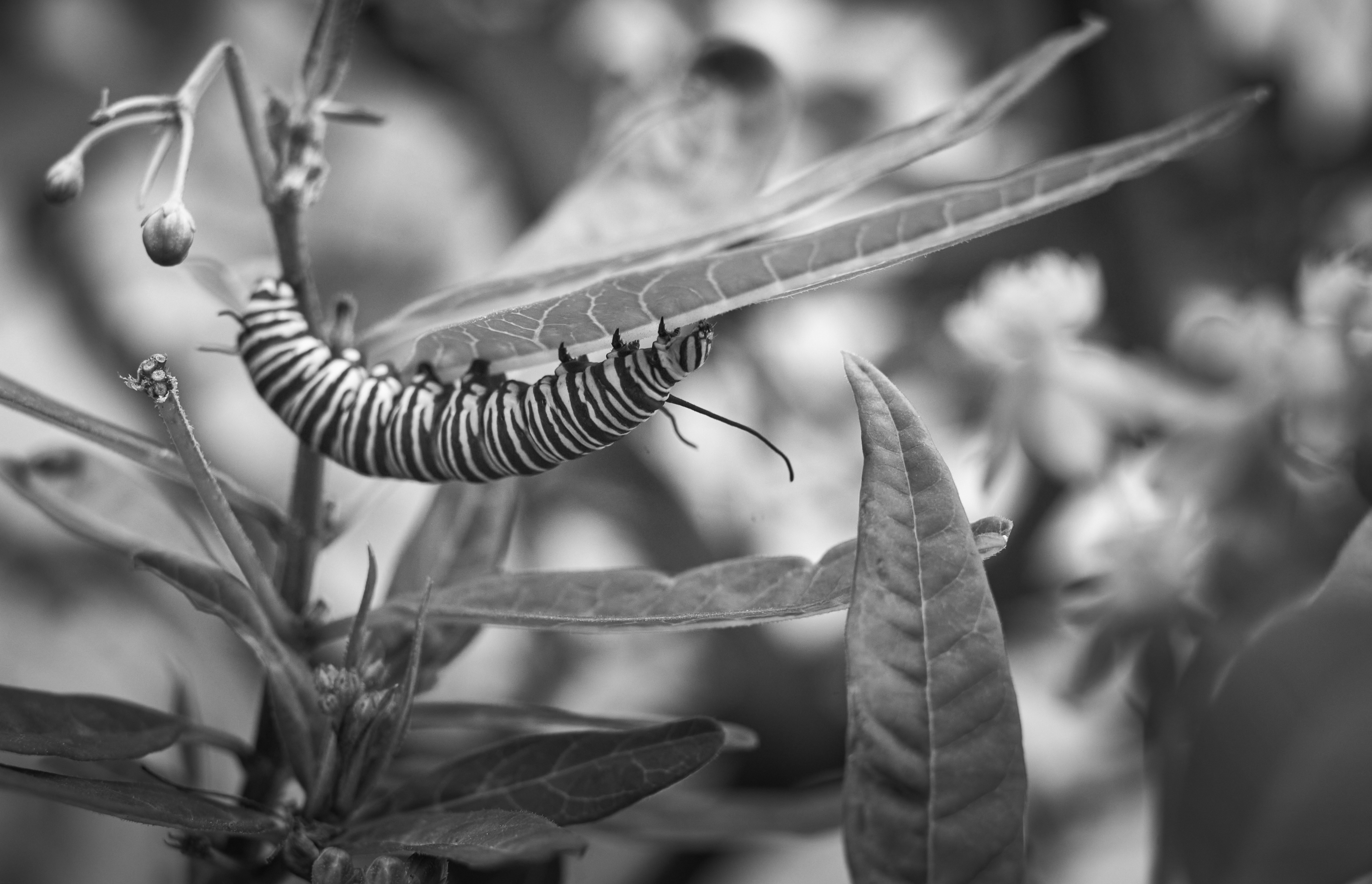 Catapillar