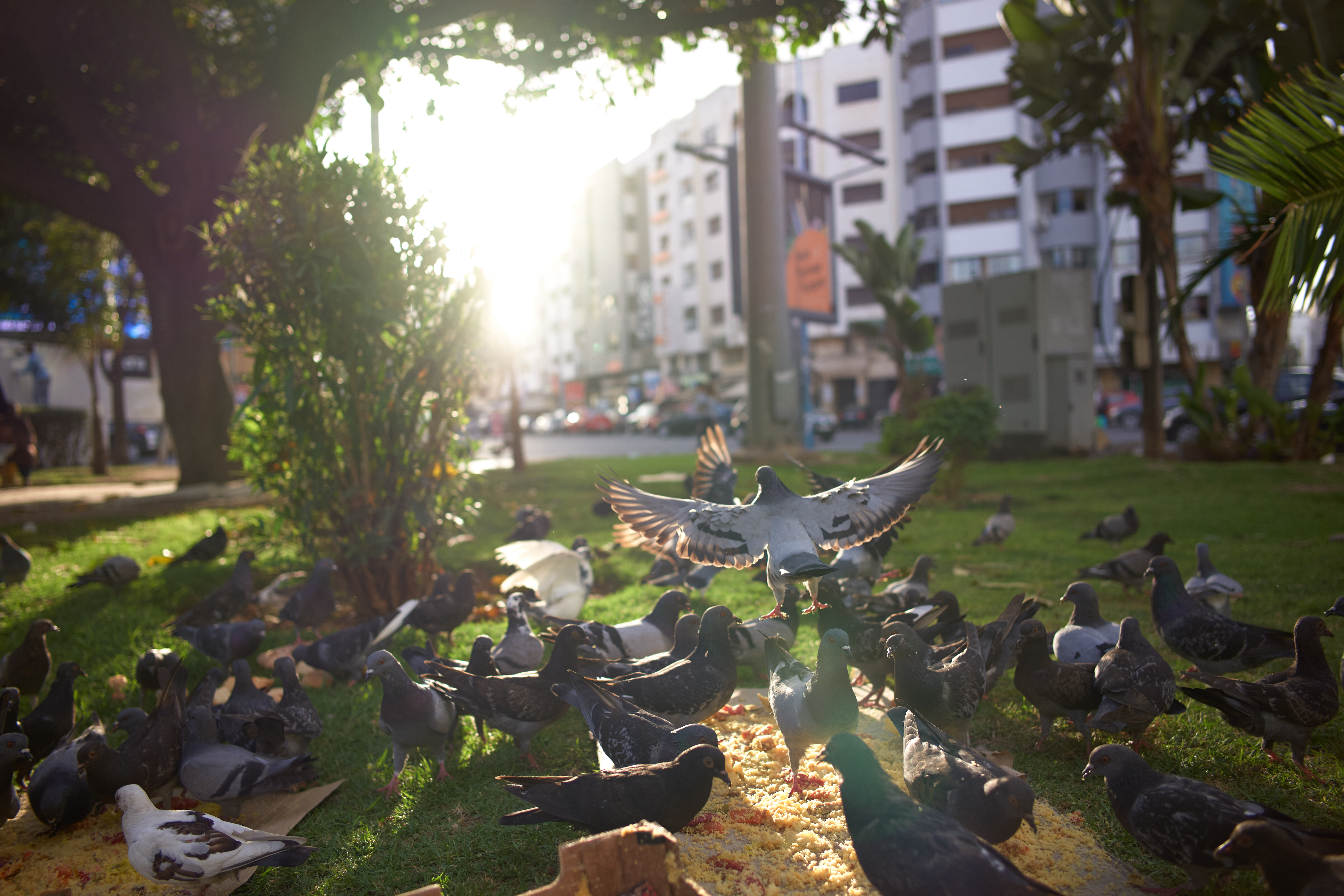 Flight, Morocco