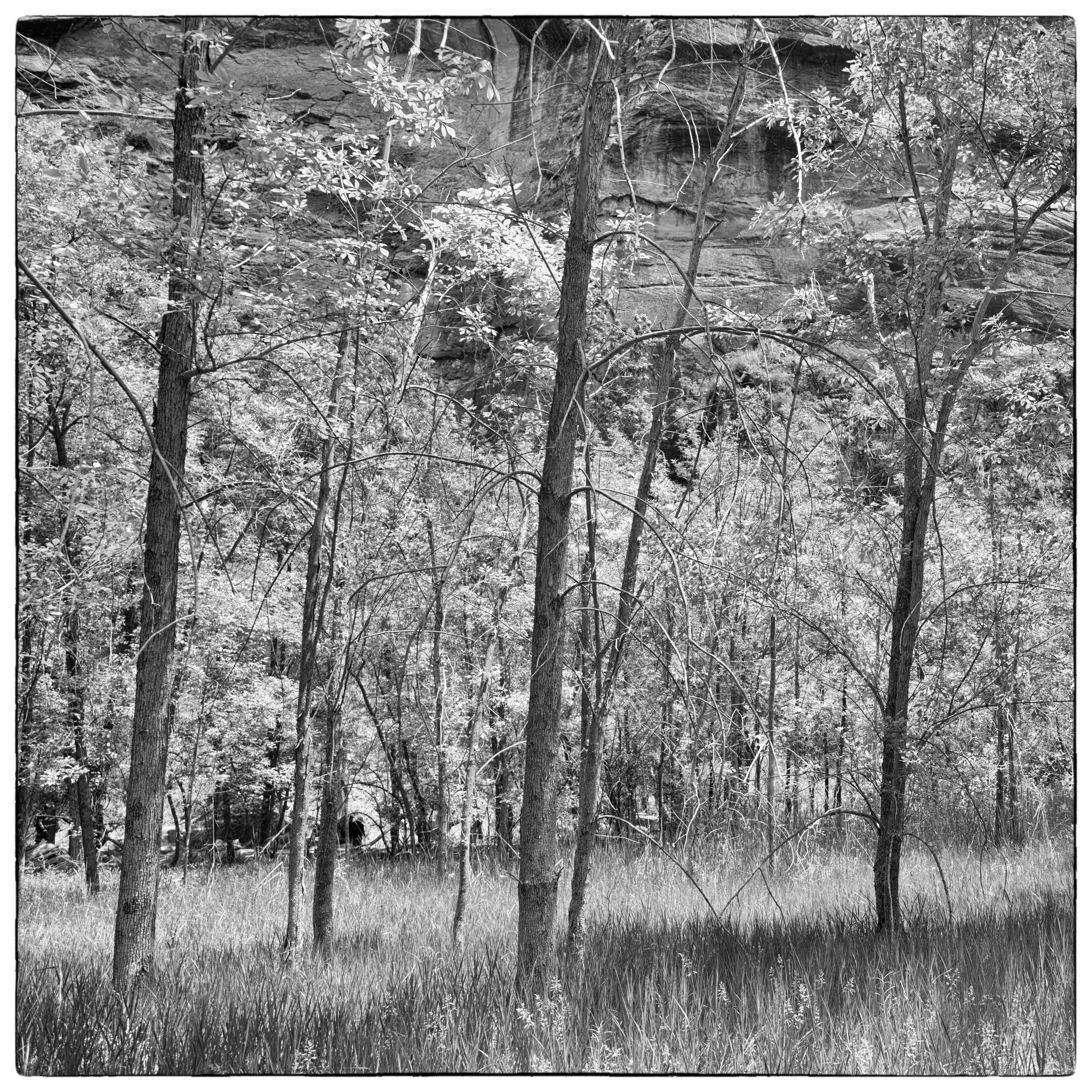 Trees Zion N.P